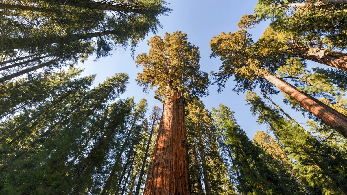 Sequoia and Kings Canyon