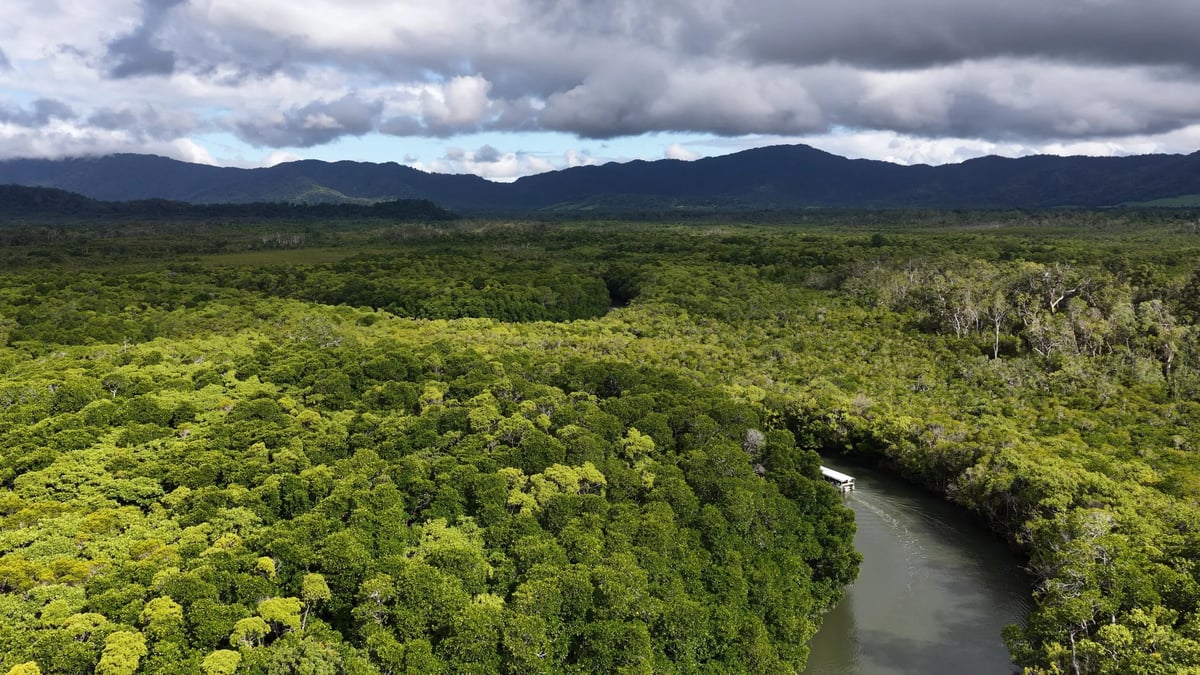 Daintree