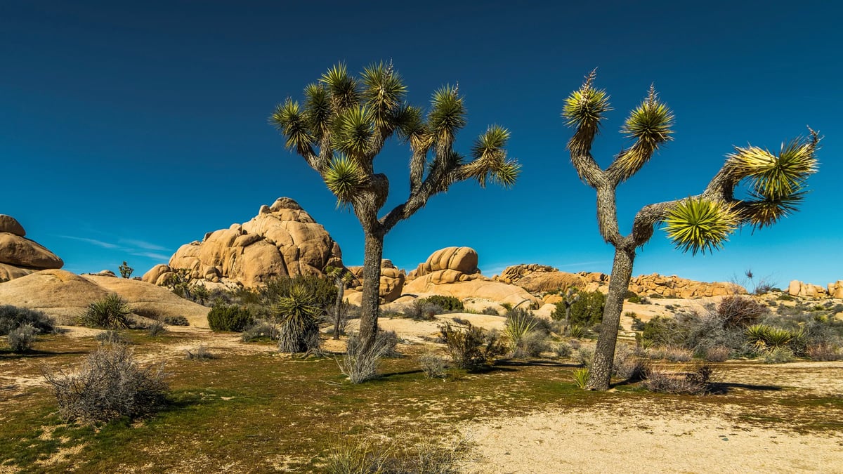 Joshua Tree