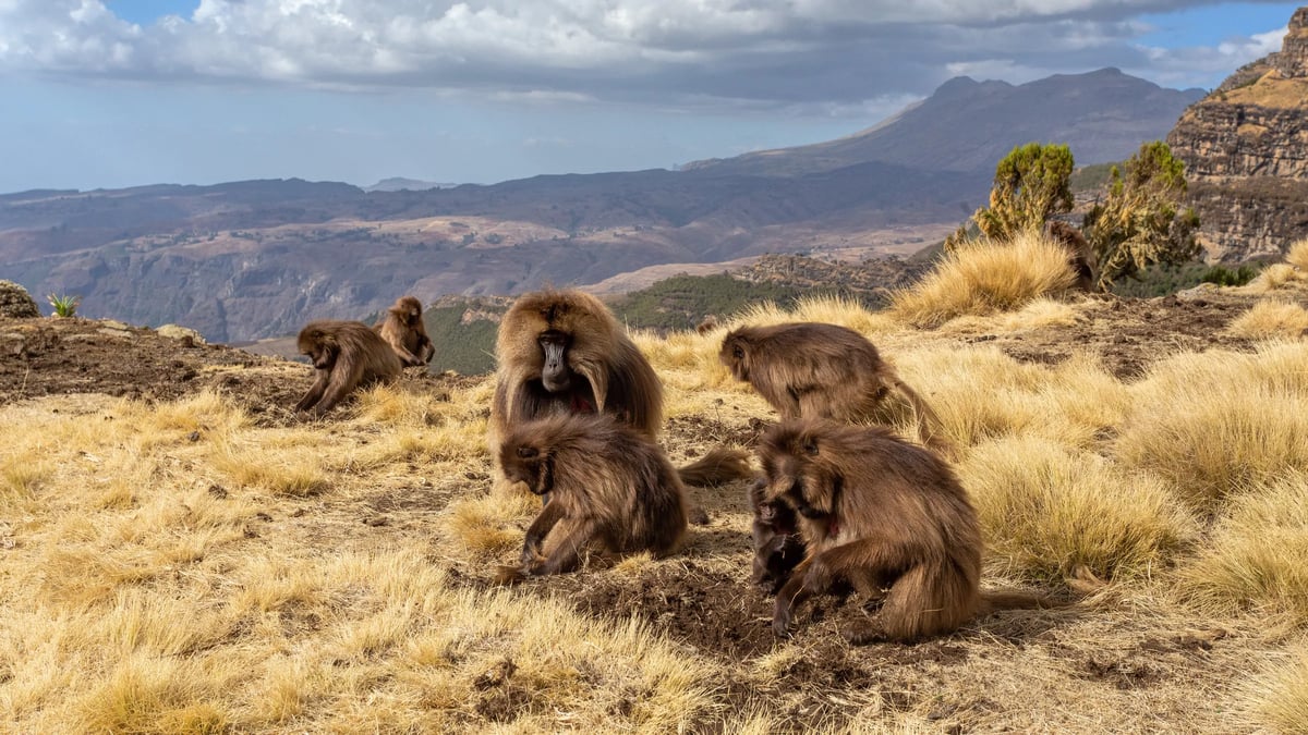Simien Mountains