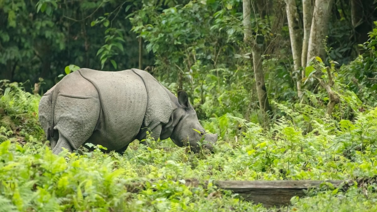 Kaziranga