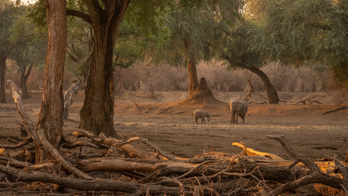 Mana Pools