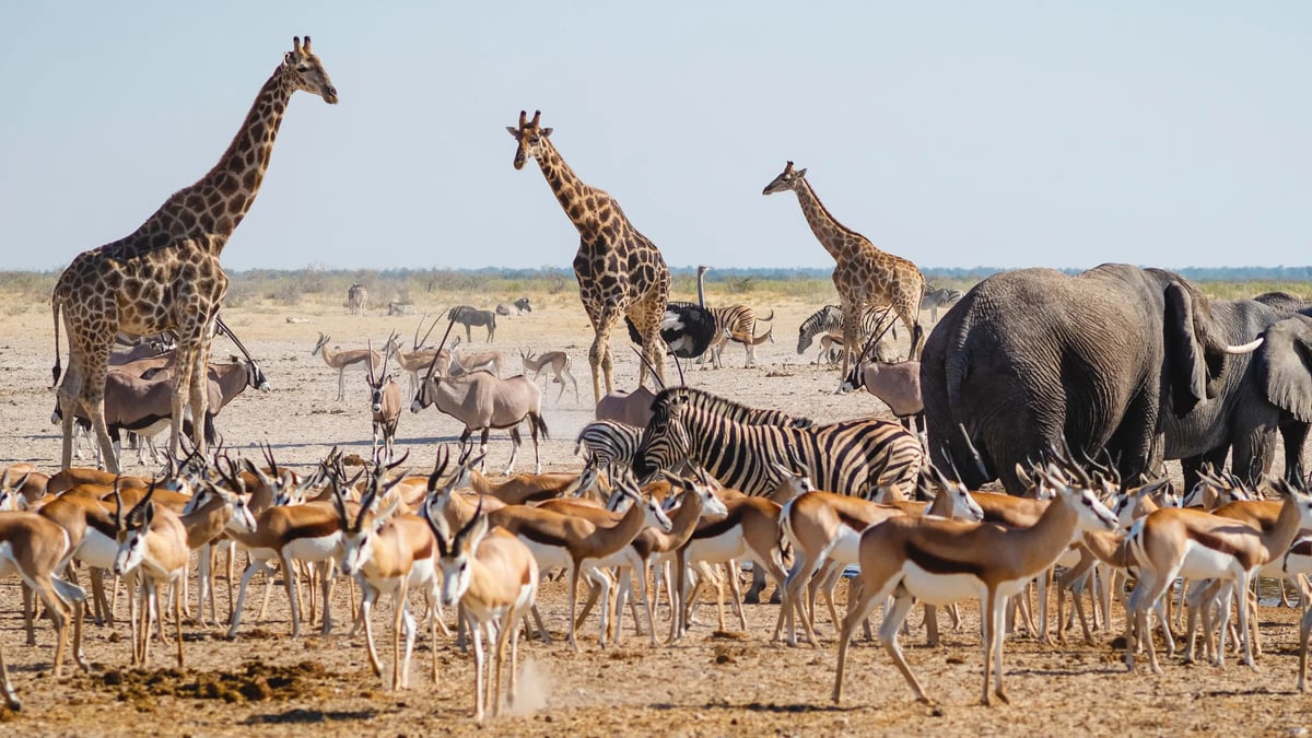Etosha