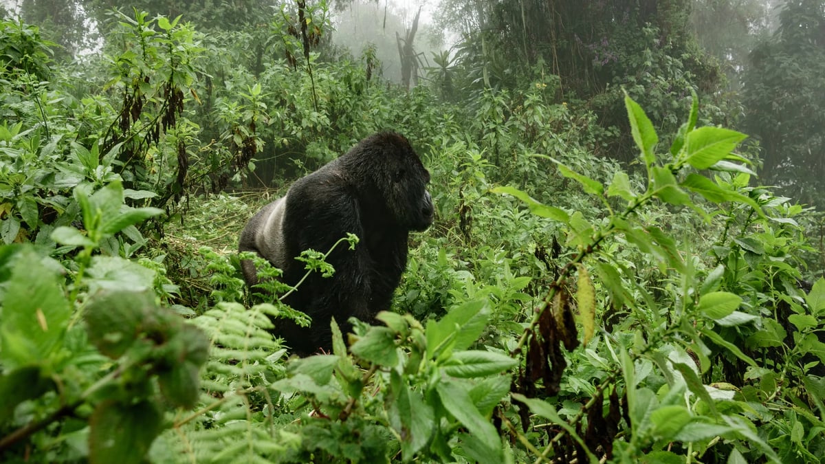 Bwindi