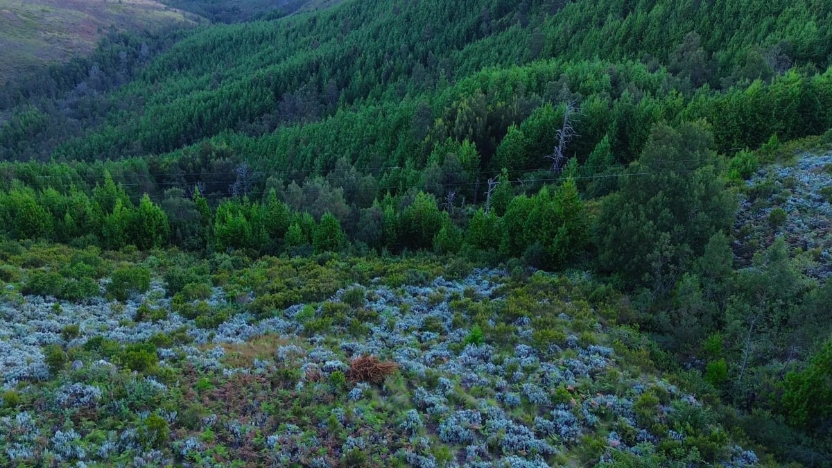 Nyanga