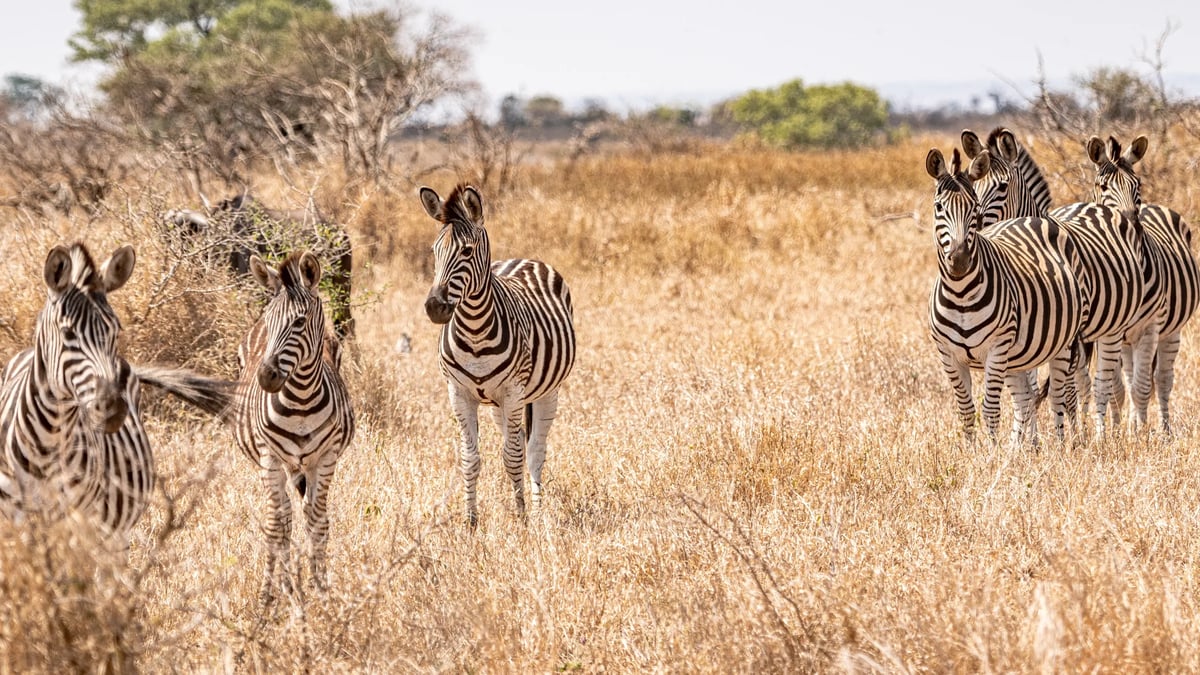 Kruger