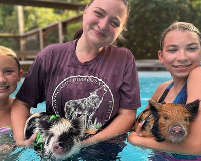 Swim & Cuddle With Pigs at North Georgia Safari Park
