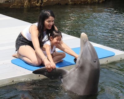 Dockside Dolphin Meet-and-Greet in Key Largo