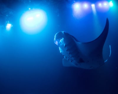 Kona Sunset Manta Ray Snorkel Charter