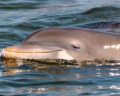 Dolphin Watching Cruise on Sanibel Island