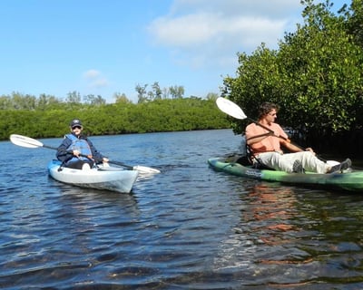 2-Hour Guided Mangrove Tunnel Kayak Tour In Sarasota