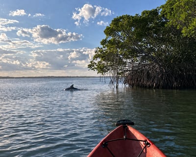 Dolphin & Manatee Guided Kayak Tour at Sebastian Inlet