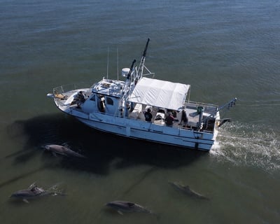 Private Dolphin Cruise in Hilton Head Island