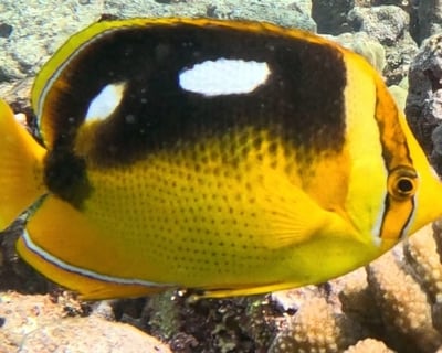 Introductory Scuba Diving Lesson in Haleiwa