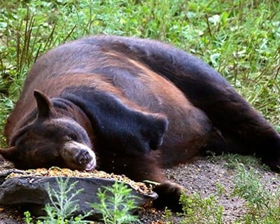Black Bear Photography Session in Orr