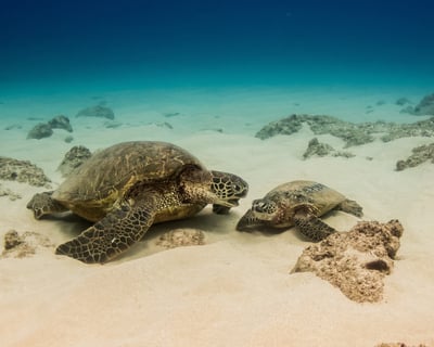 Oahu Turtle Snorkel Safari in Waianae