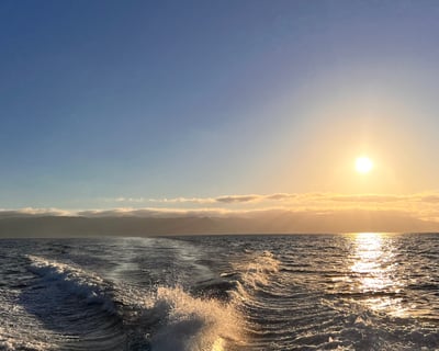 Long Beach Dolphin & Sea Lion Watching Cruise