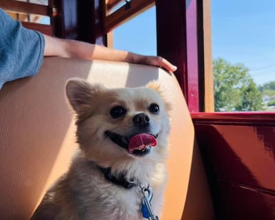 Ride a 1-Hour Dog-Friendly Train in Glen Rock