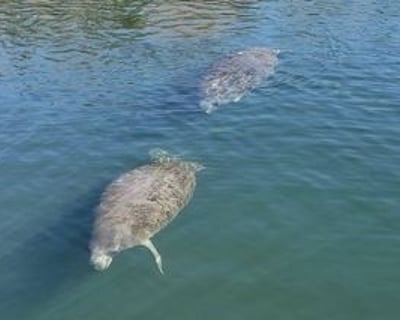 Guided Manatee Boat Tour in Homosassa Springs