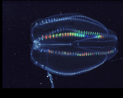 Bioluminescent Comb Jelly Clear Kayak Night Tour