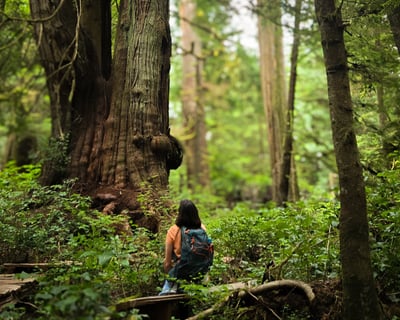 Big Trees, Waterfalls & Beaches Guided Tour From Victoria