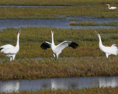 Whooping Crane Birding Tour in Fulton