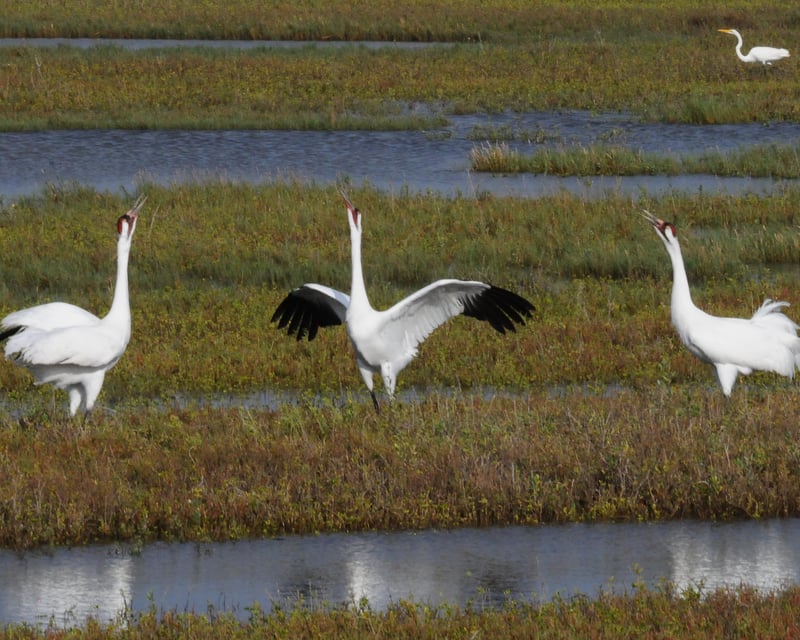 Whooping Crane Birding Tour in Fulton
