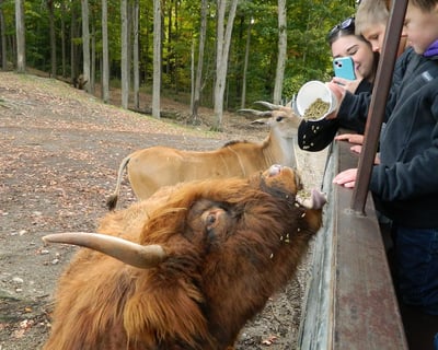 Guided Safari Bus Tour & Small Animal Adventure in Varysburg