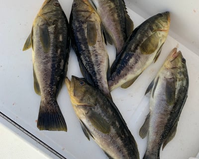 3-Hour Coastal Fishing Charter in Dana Point