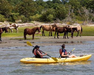 Assateague Kayak Tour from Chincoteague