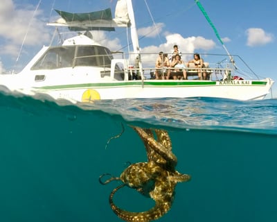 2-Hour Turtle Canyon Snorkel Cruise