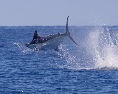 6-Hour Fishing Charter in Kailua-Kona