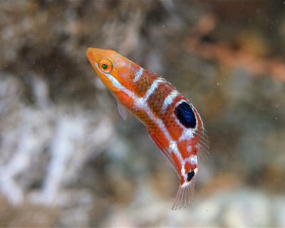 Private 2-Tank Reef Dive Charter in Key West