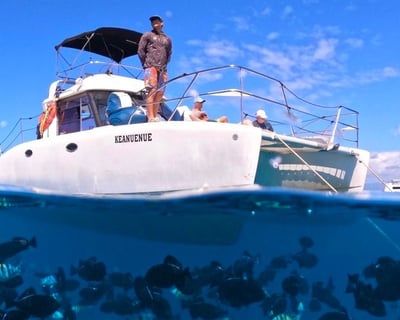 Swim with Green Sea Turtles at Turtle Canyon