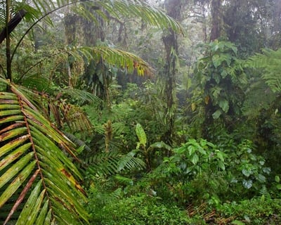 El Yunque 6-Hour Guided Rainforest Tour