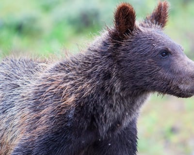 Sunrise Wildlife & Hiking Tour in Grand Teton National Park
