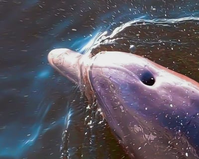 Dolphin & Manatee Paddle Board Tour