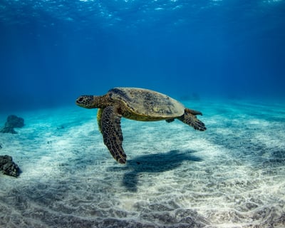Turtle Reef Afternoon Snorkel