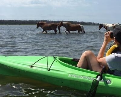 Assateague Island Wild Horse Kayak Tour