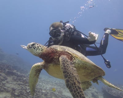 Small Group Waikiki Snorkel with Turtles & Gear
