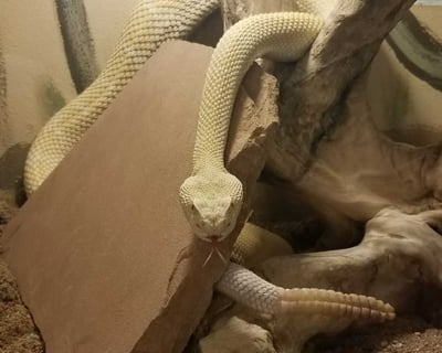 Private Animal Presentation in Prescott