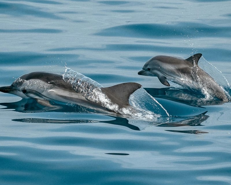 Guided Eco Tour Charter in Southwest Florida