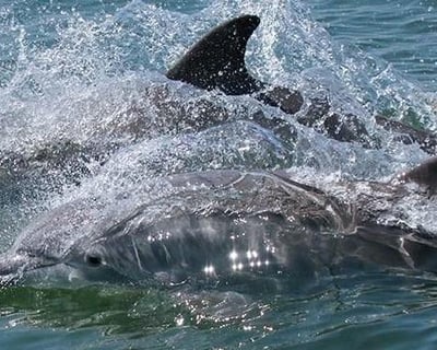 Virginia Beach Dolphin Watching Cruise