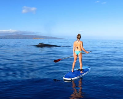 Private Paddleboard Whale Watch