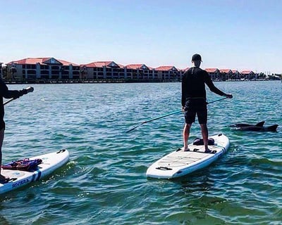 Paddleboard Dolphin Tour