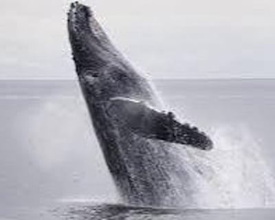 Private Marine Wildlife Eco Tour by Boat in Maine