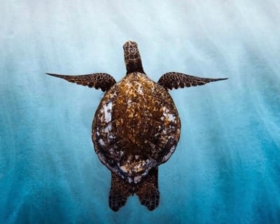 Reef Snorkel Tour on Oahu's North Shore