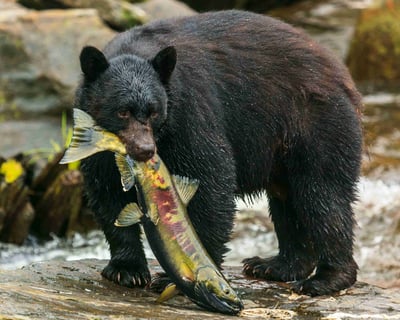 Wild Bears at Neets Bay: Boat & Land Safari