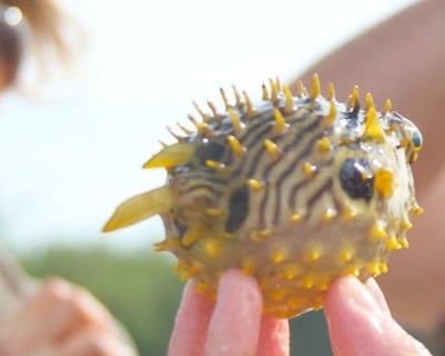 Sea Life Encounter Cruise in Fort Myers Beach