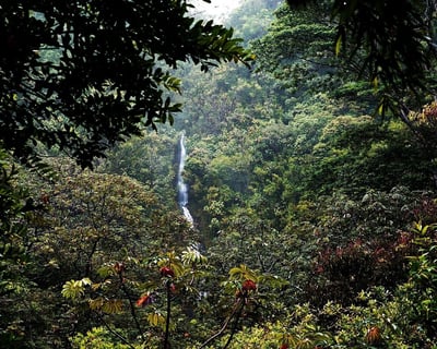 3.5-Hour Mānoa Falls Guided Rainforest Hike